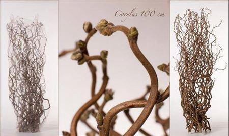 <h4>Corylus Av Contorta 100cm X50</h4>
