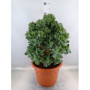 Crassula arborescens 'Curly'