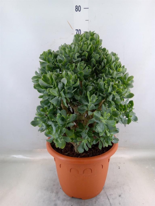 <h4>Crassula arborescens 'Curly'</h4>