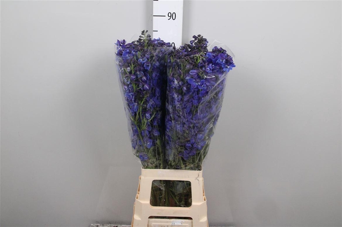 <h4>Delph En Donna</h4>