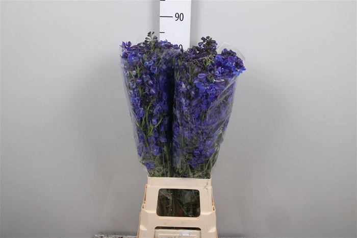 <h4>Delph En Donna</h4>