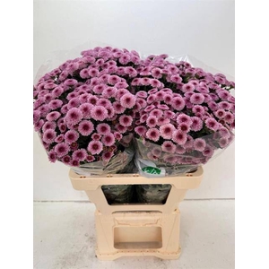 CHR SAN CALIM PINK