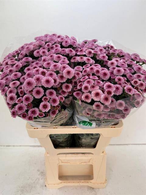 <h4>CHR SAN CALIM PINK</h4>