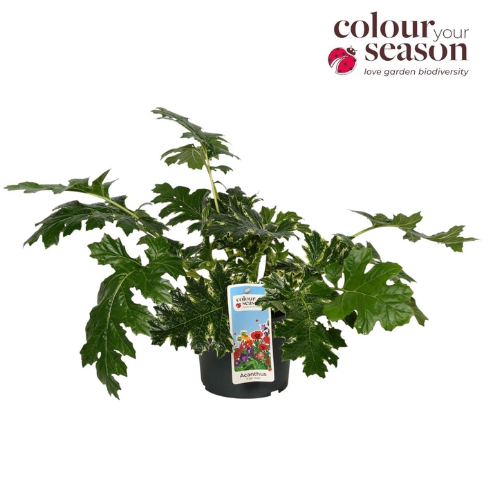 <h4>Acanthus mollis</h4>