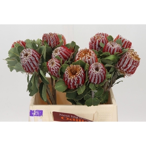 Banksia Coccinea