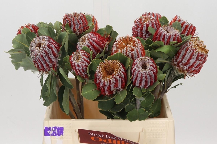 <h4>Banksia Coccinea</h4>