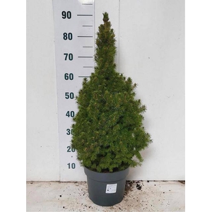 PICEA GL CONICA