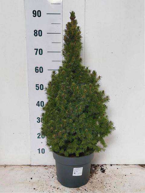 <h4>PICEA GL CONICA</h4>