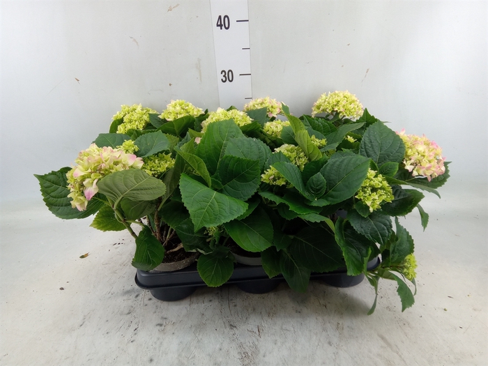 <h4>Hydrangea mac.   ...</h4>