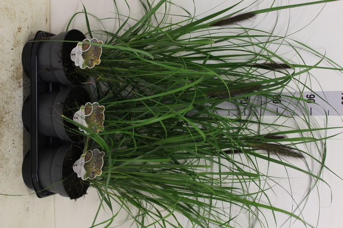 <h4>Pennisetum alopec.</h4>