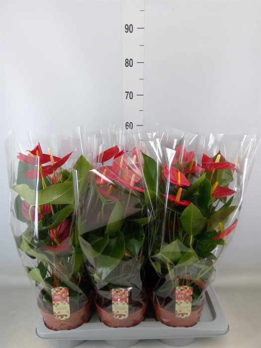 <h4>Anthurium andr. 'Tremendo'</h4>