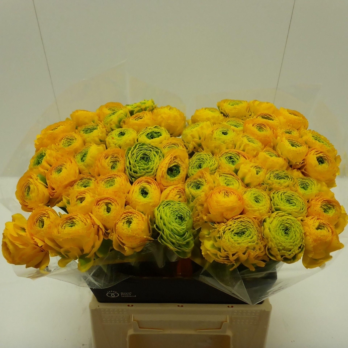 <h4>Ran Pompon Luna</h4>