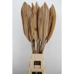DF Leaf BananaBambo Rib 180cm