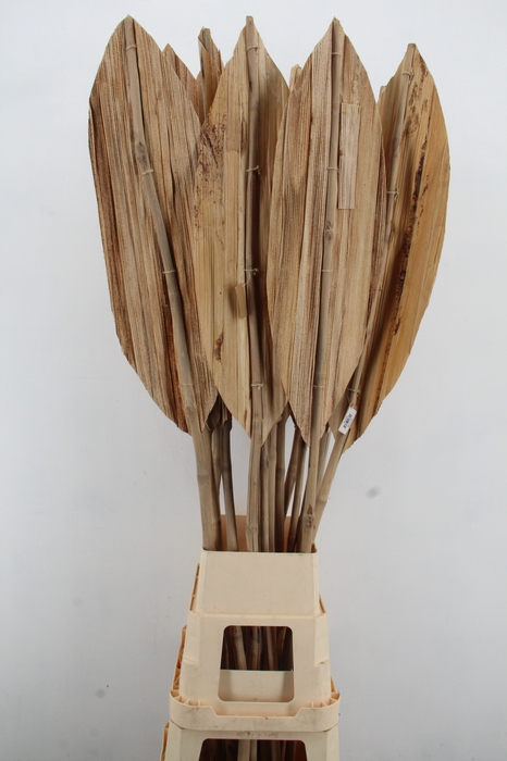 <h4>DF Leaf BananaBambo Rib 180cm</h4>