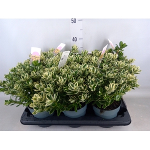 Hebe  'Katrina'