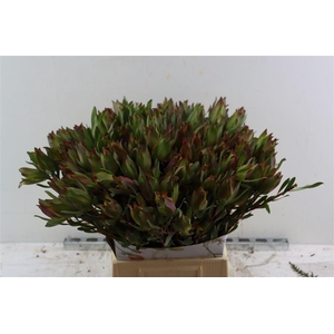 Leucad High Light Spray 50cm