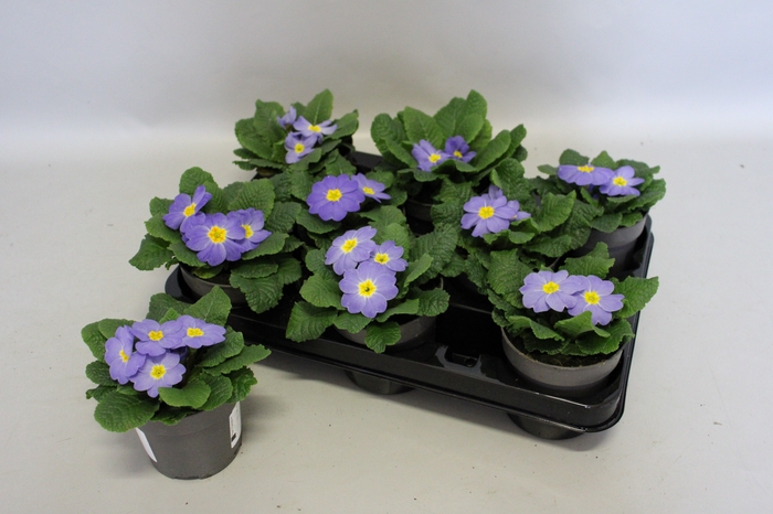 <h4>Primula acaulis Light Blue</h4>