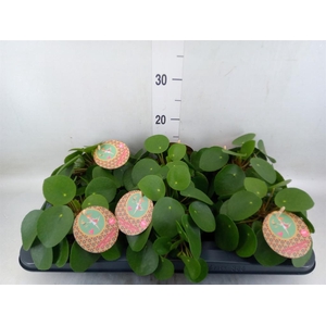 Pilea peperomioides