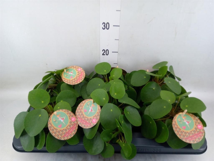 <h4>Pilea peperomioides</h4>