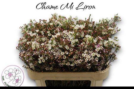 <h4>Chame Mi Liron</h4>