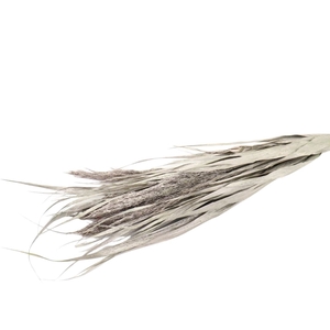 Dried flowers Ornamental grass 70cm