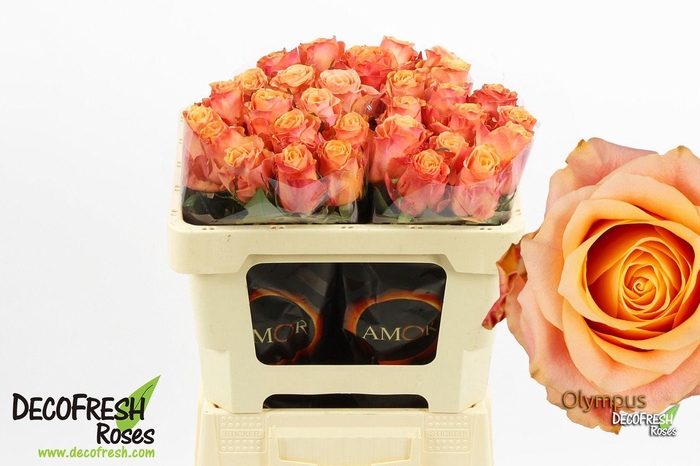 <h4>R Gr Olympus</h4>