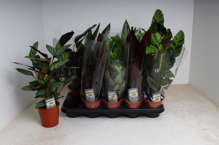 <h4>CALAT GEM 3 SRT</h4>