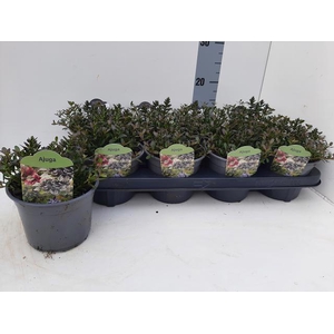 Ajuga Ov