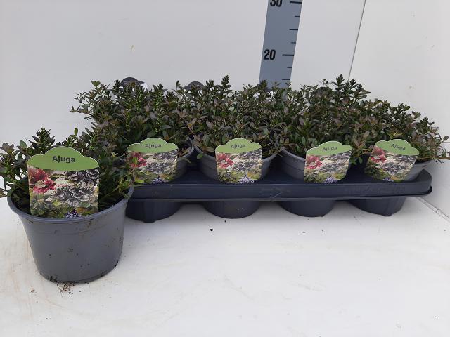 Ajuga Ov