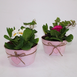 Primula / Hyacint Arrangement Mix in Zinken Valentijn Schaal 19cm