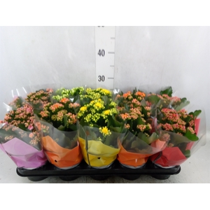 Kalanchoe blos.   ..rosebud mix  5