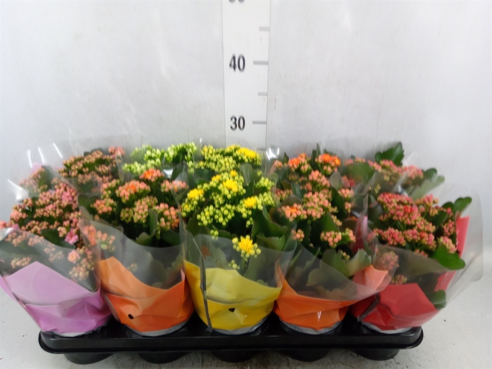 <h4>Kalanchoe blos.   ..rosebud mix  5</h4>