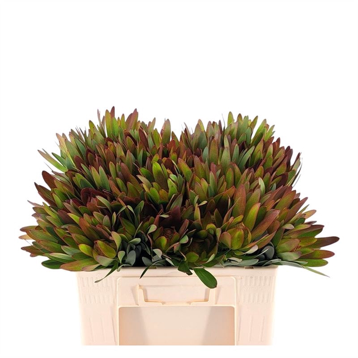 Leucadendron Ay African Sky