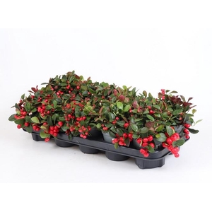 GAULTHERIA PROCUMBENS p11