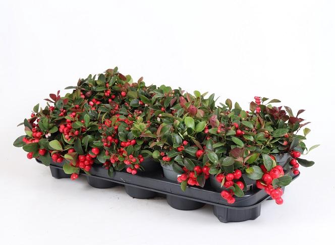 <h4>GAULTHERIA PROCUMBENS p11</h4>