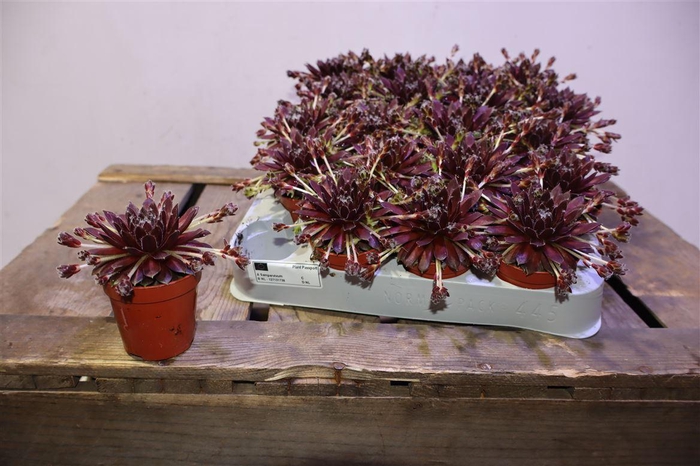 <h4>Semp Arachnoideum</h4>