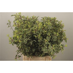 Pitto Nigra Per Bunch