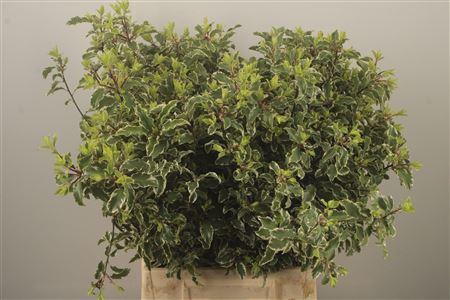 <h4>Pitto Nigra Per Bunch</h4>