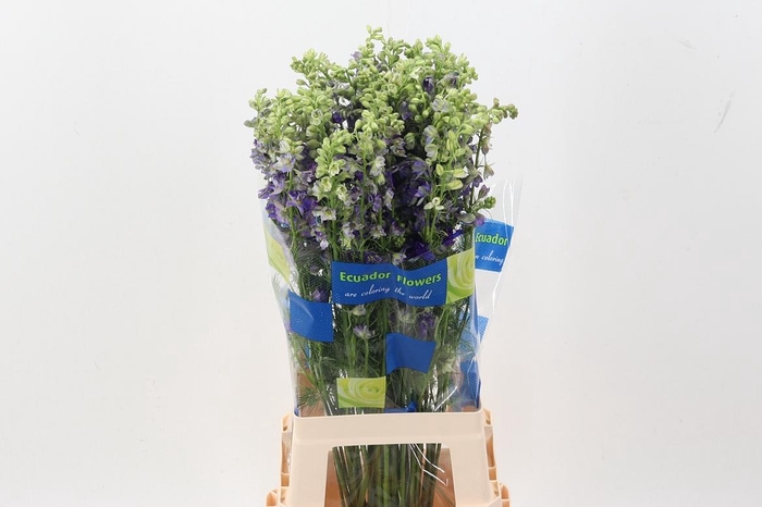 <h4>Cons R Q Blue Spire</h4>