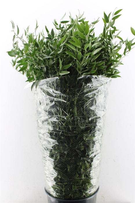 Ruscus Italy 500 Gram