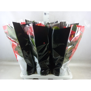 Anthurium andr. 'Oklahoma'