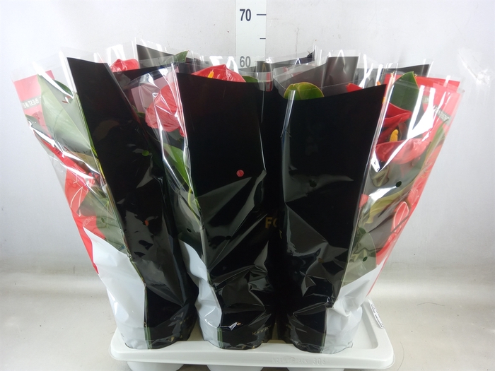 <h4>Anthurium andr. 'Oklahoma'</h4>