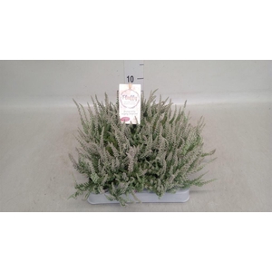Calluna vulg. 'Garden G Fluffy'