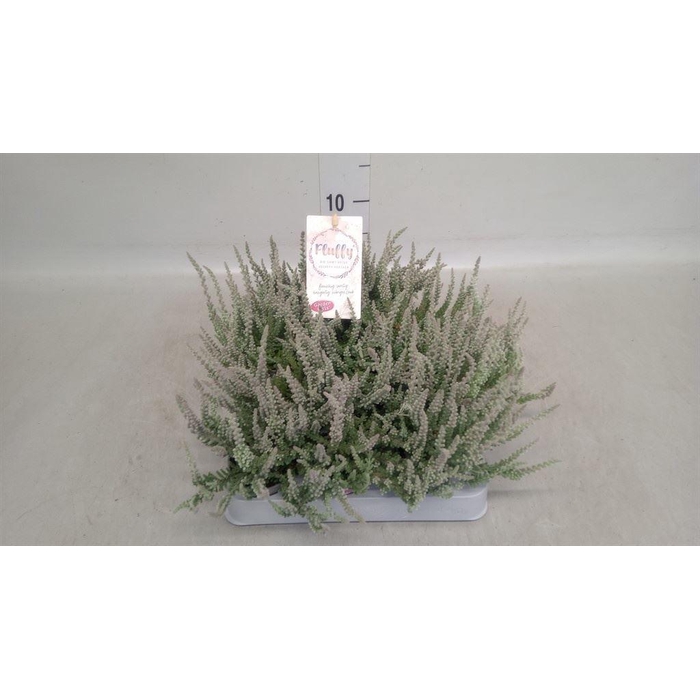<h4>Calluna vulg. 'Garden G Fluffy'</h4>