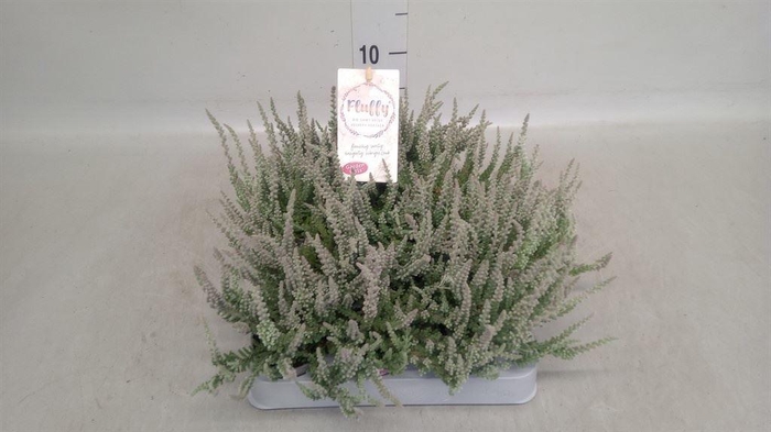 Calluna vulg. 'Garden G Fluffy'