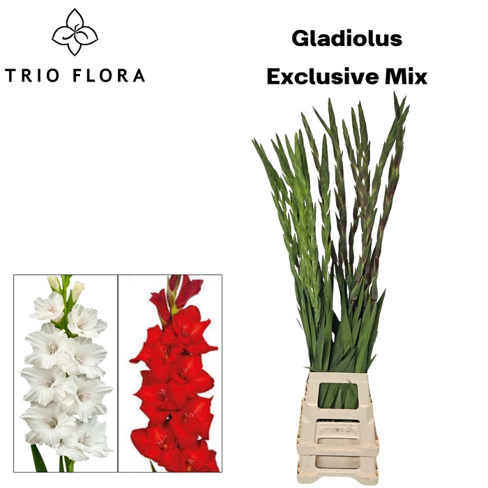 <h4>GLAD GR EXCLUSIVE MIX 2 COLOR 996</h4>