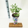 Buddleja