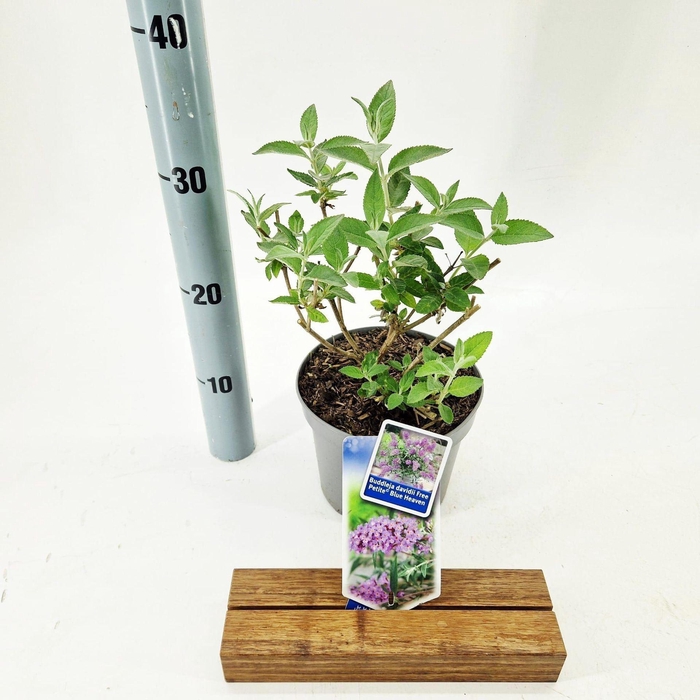 Buddleja