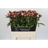 Paeonia Sarah Bernhardt
