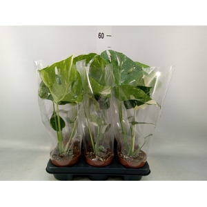Monstera delic. 'Thai Constellatio'